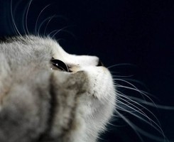 �ƻ���ɺ��Ҳ���ᰲ��һЩQQͷ�� 