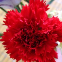 ��������QQͷ�� 