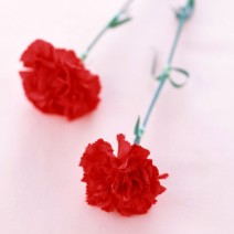 ��������QQͷ�� 