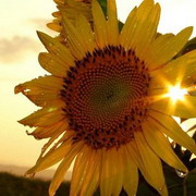 �õķ�����ͼ��ͼƬQQͷ��