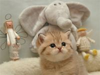 �ƻ���ɺ��Ҳ���ᰲ��һЩQQͷ�� 