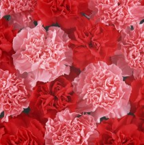 ��������QQͷ�� 