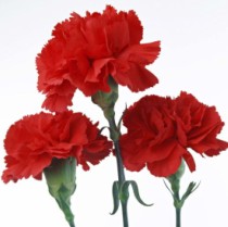 ��������QQͷ�� 