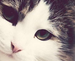 �ƻ���ɺ��Ҳ���ᰲ��һЩQQͷ�� 