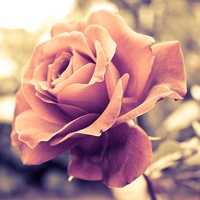 ���� - QQͷ�� 