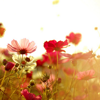 �촽������������ - QQͷ�� 