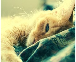 �ƻ���ɺ��Ҳ���ᰲ��һЩQQͷ�� 