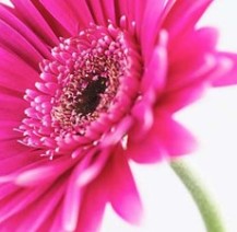 ��������QQͷ�� 