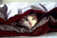 �ƻ���ɺ��Ҳ���ᰲ��һЩQQͷ�� 