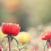 �ڴ����氮�����Ҹ��ľ��� 