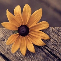 ���� - QQͷ�� 