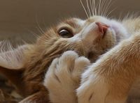 �ƻ���ɺ��Ҳ���ᰲ��һЩQQͷ�� 