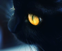 �ƻ���ɺ��Ҳ���ᰲ��һЩQQͷ�� 