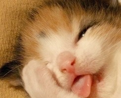 �ƻ���ɺ��Ҳ���ᰲ��һЩQQͷ�� 