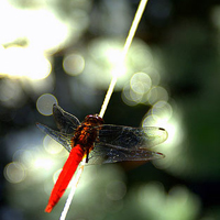 ���ڳ���ȴ������ڴ��� 