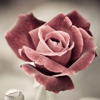 ���� - QQͷ�� 