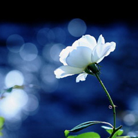 �촽������������ - QQͷ�� 