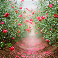 ������,ֻ����һ���˵Ķ���Ϸ 