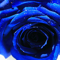 Ψ����ɫ������ɫõ��ͷ��,�������ɫ������ʷǷ�