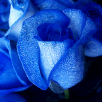 Ψ����ɫ������ɫõ��ͷ��,�������ɫ������ʷǷ�