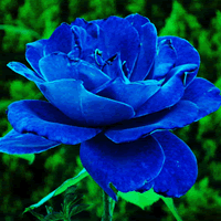 Ψ����ɫ������ɫõ��ͷ��,�������ɫ������ʷǷ�