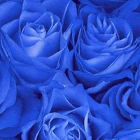 Ψ����ɫ������ɫõ��ͷ��,�������ɫ������ʷǷ�