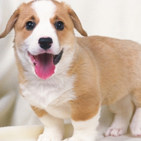 �ɰ���˳С��ͷ����׳������������õ�����