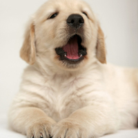 �ɰ���˳С��ͷ����׳������������õ�����