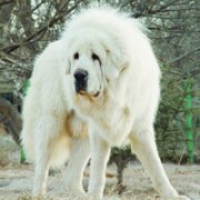 �ɰ���˳С��ͷ����׳������������õ�����