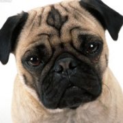 �ɰ���˳С��ͷ����׳������������õ�����