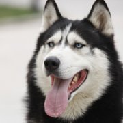 �ɰ���˳С��ͷ����׳������������õ�����