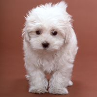 �ɰ���˳С��ͷ����׳������������õ�����