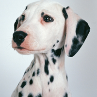 �ɰ���˳С��ͷ����׳������������õ�����