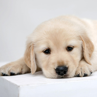 �ɰ���˳С��ͷ����׳������������õ�����