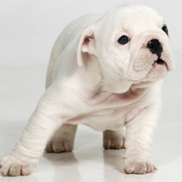 �ɰ���˳С��ͷ����׳������������õ�����