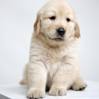 �ɰ���˳С��ͷ����׳������������õ�����