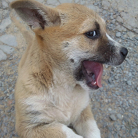 �ɰ���˳С��ͷ����׳������������õ�����