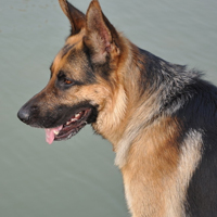 �ɰ���˳С��ͷ����׳������������õ�����