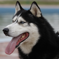 �ɰ���˳С��ͷ����׳������������õ�����