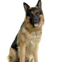 �ɰ���˳С��ͷ����׳������������õ�����