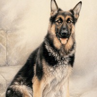 �ɰ���˳С��ͷ����׳������������õ�����