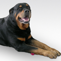 �ɰ���˳С��ͷ����׳������������õ�����