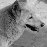 �ɰ���˳С��ͷ����׳������������õ�����