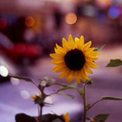 ���̫���߰��Ļ���