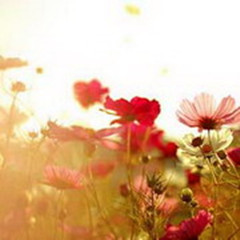 ���̫���߰��Ļ���