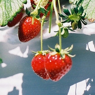 �����ɫ��ݮ����ˮ��qqͷ��ţ�����ݮ����Ѵ���