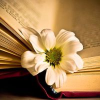 �����������������ĵĻ���