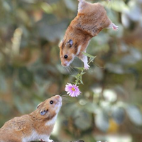 �������ָ��������ͷ��