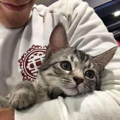 ���ʻ���è��������ͷ|���㻳��è ���й�