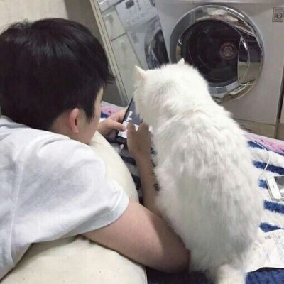 ���ʻ���è��������ͷ|���㻳��è ���й�